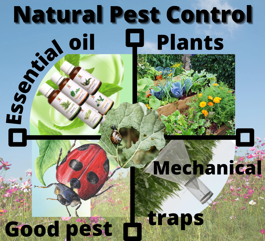 Why Choose Natural Pest Control? The Benefits of Bob's Shield